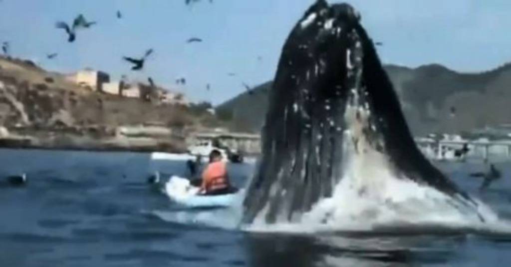 Ogromni kit izronio samo metar od kajakaša