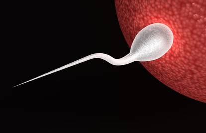 U tijeku je novo istraživanje: Tumore će liječiti spermijima?