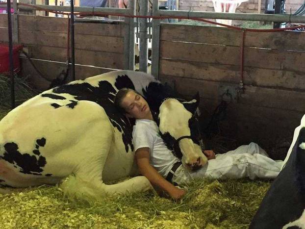 Dječak zaspao s kravom