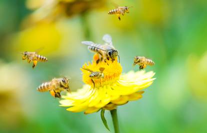 Od 1990. do 2015. u svijetu je nestala četvrtina divljih pčela
