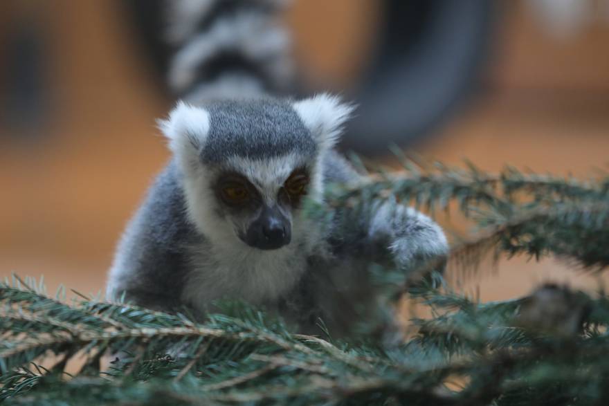 Podjela božićnih drvaca životinjama u zagrebačkom zoološkom vrtu