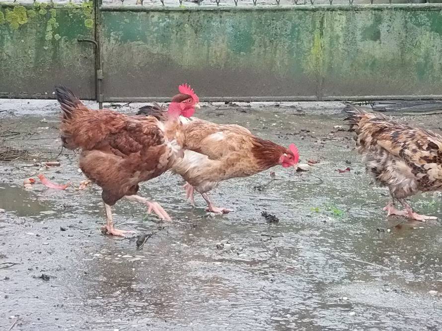 Zinka Čižmešija/24sata