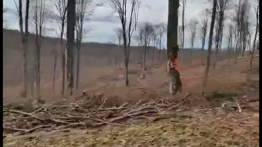 VIDEO Posjekli su bogatu šumu na Žumberku: 'Imaju dozvolu, ne možemo im to zabraniti'