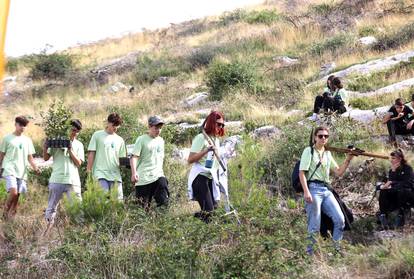 FOTO Više od tristo volontera sudjelovalo u pošumljavanju Grebaštice kod Šibenika