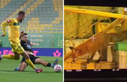 VIDEO Lisica opet u Puli! Bizarna scena uoči utakmice HNL-a, Istra i Vukovar remizirali na Drosini