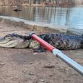 Amerikanci u problemima zbog aligatora: Na Floridi ubio ženu, a u Brooklynu je šetao parkom