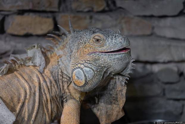 Osijek: Obilježavanje svijetskog dana gmazova u Zoološkom vrtu