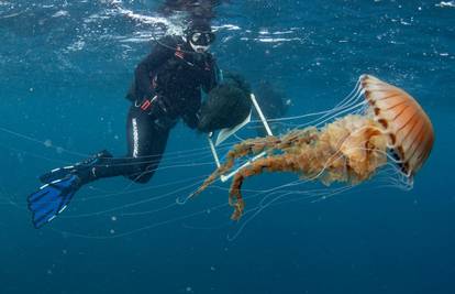 Čudovište kod Trogira šokiralo ronioce: 'Ovako veliku meduzu nismo vidjeli, ne idite joj blizu'