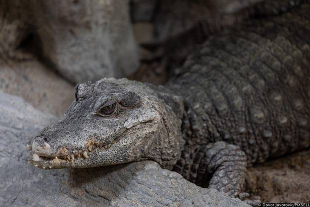 Osijek: Obilježavanje svijetskog dana gmazova u Zoološkom vrtu