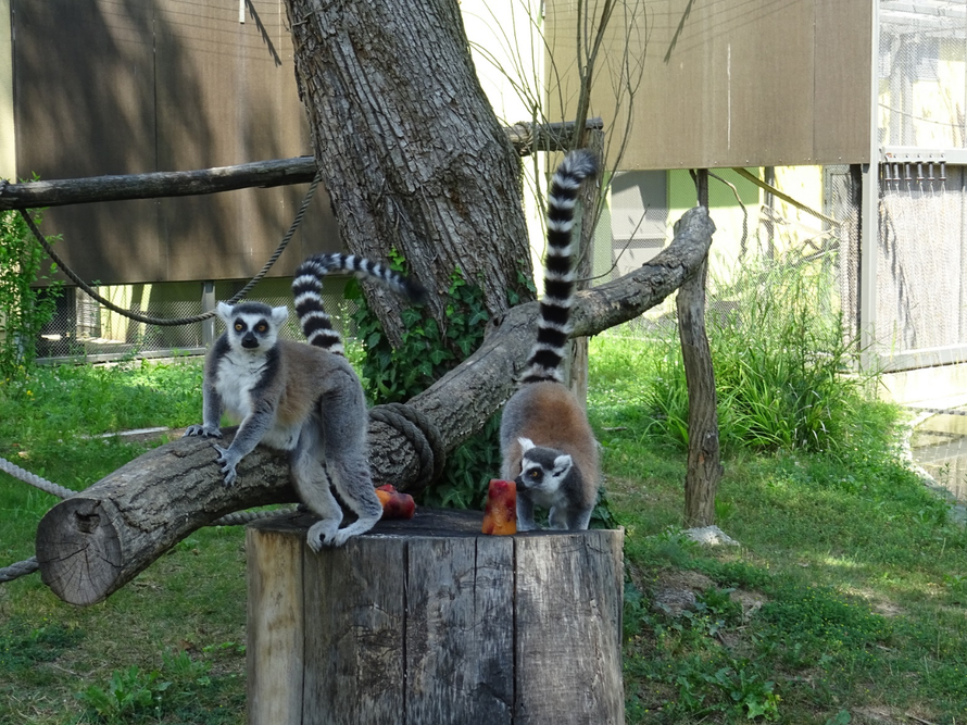 Zoološki vrt slodoled