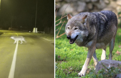 Švedski vuk ne gubi vrijeme: Osječki ZOO dobit će - čopor