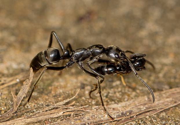 Handout of a Matabele ant is seen carrying an injured mate back to the nest after a raid