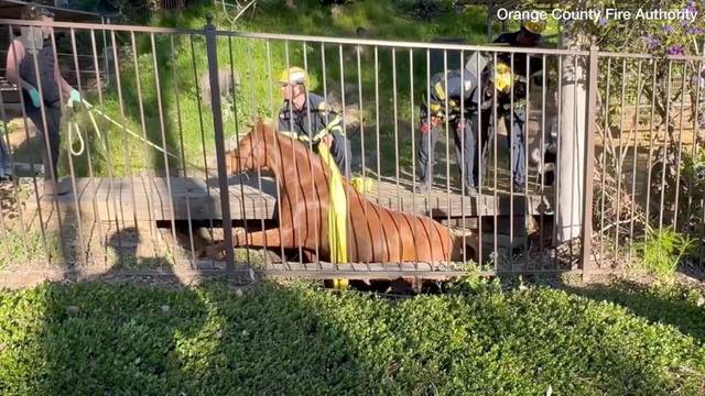 Horse rescued from trench by team of firefighters and veterinarian staff