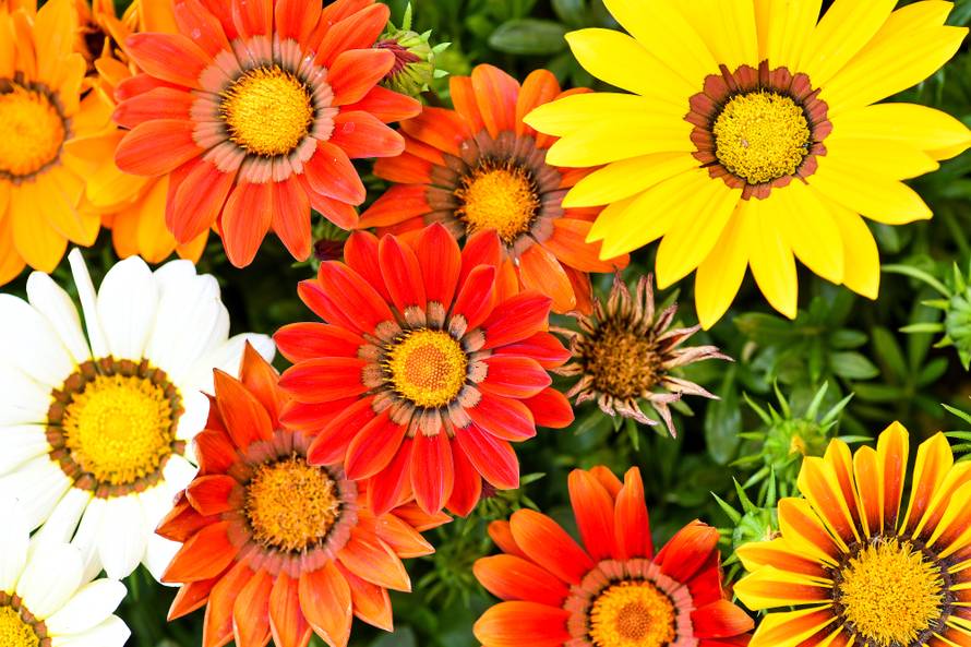 Floraart: Sadnice cvijeća od 2 kune, a za 25 mini vrt u posudi