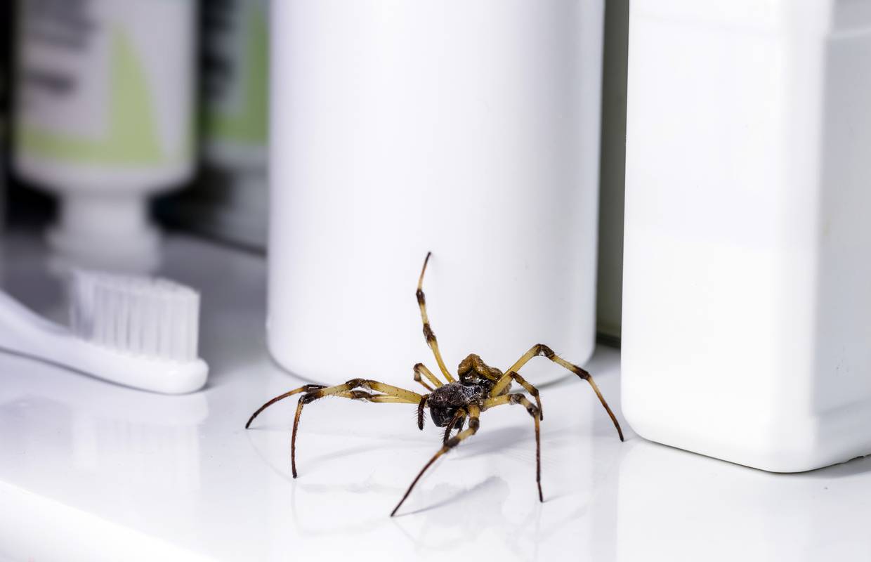 Loša navika koju mnogi imaju u kupaonici može privući pauke