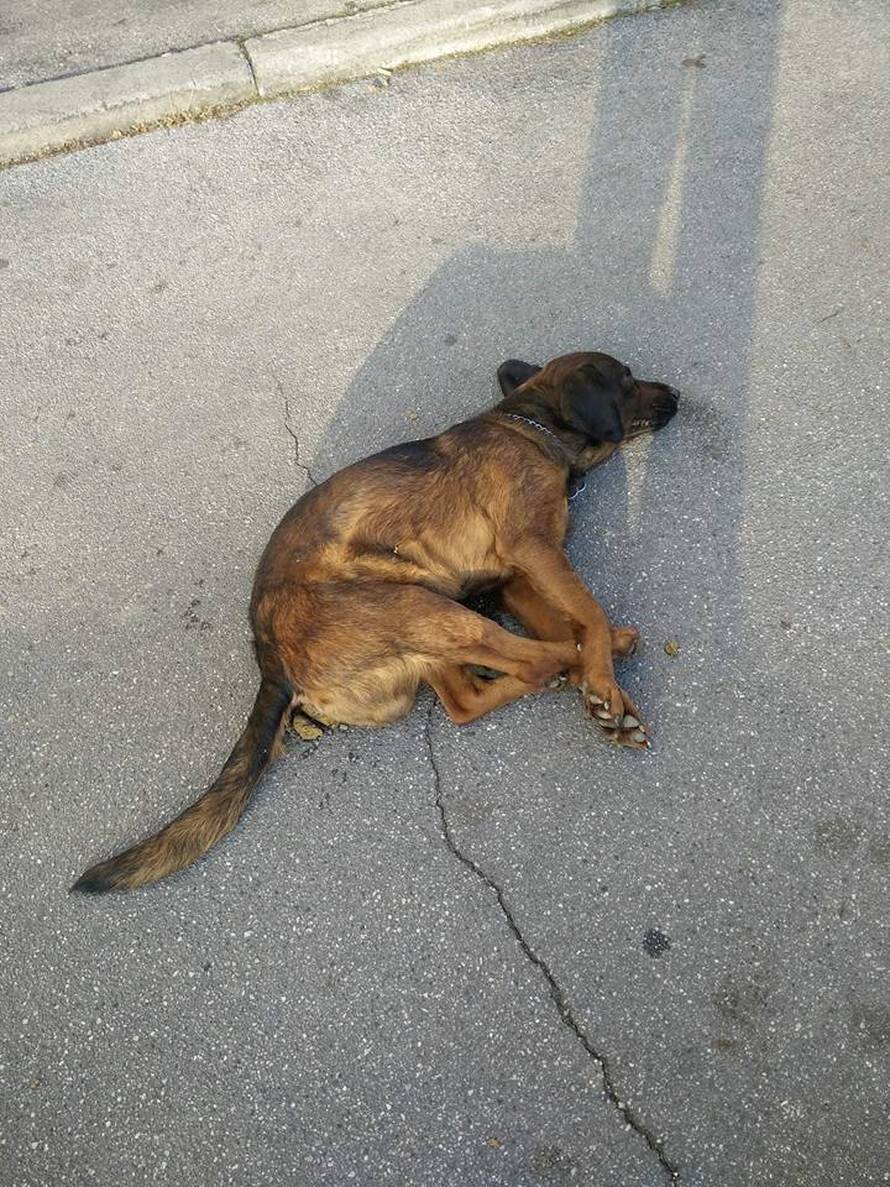 Šok u Zagrebu: Pas Medo se uplašio i skočio s 4. kata