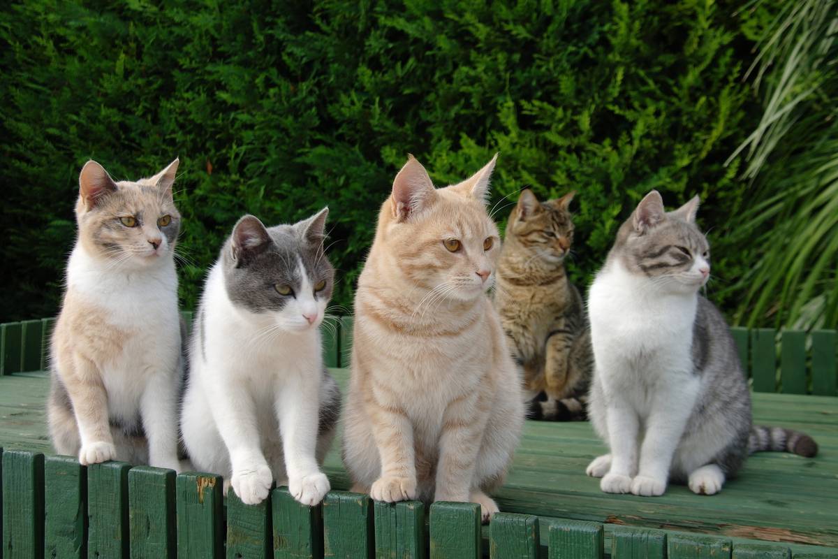 Mačke imaju 5 tipova osobnosti - evo što učiniti da bude sretnija