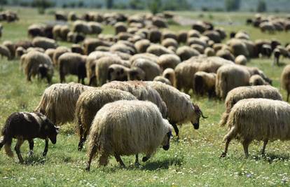 Ovcama vuna raste zauvijek, a još imaju i odličan periferni vid