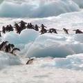 Prve žrtve topljenja leda na Antarktici: Carskom pingvinu umire mladunčad zbog vrućina