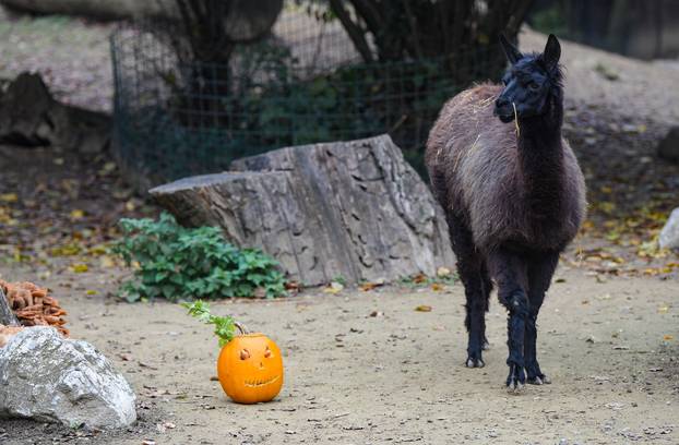 Životinje u zagrebačkom ZOO-u dobile bundeve