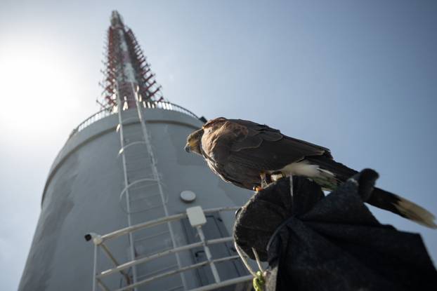 Zagreb: Sova, jastreb i suri orao dočekali su građane na Sljemenu 