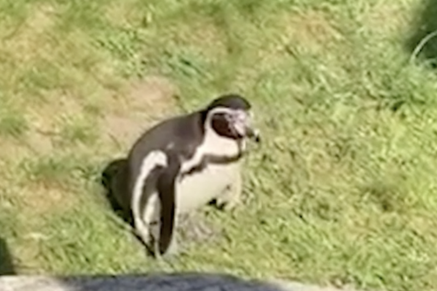 Znatiželjni pingvin lovi sjenu