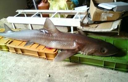 Kraj Dugog Otoka ulovio morskog psa teškog 16 kg