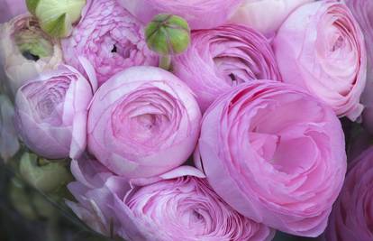 Romantično cvijeće: Ranunkule su tražene za vjenčane bukete