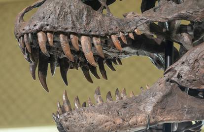 Umjetna inteligencija istražila tajanstvene fosile: Zubi su pripadali rijetkom dinosauru?