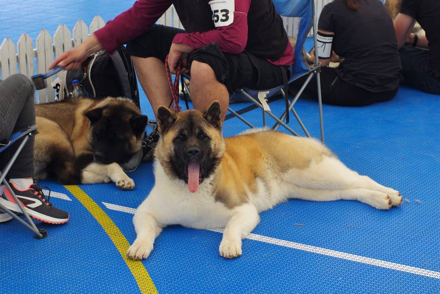 Pseći show: Američki golokoži u ringu s moskovskim čuvarom