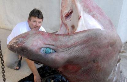 Ribar iz Zadra je uhvatio morsku lisicu tešku 107 kg