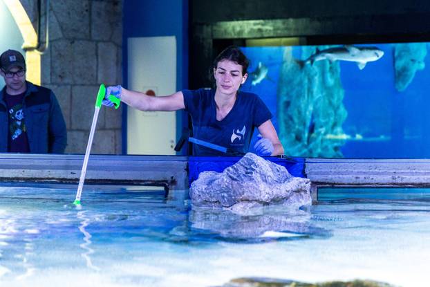 Pula: Novopristigle vrste raža Pjegavi golub u Pulskom akvariju