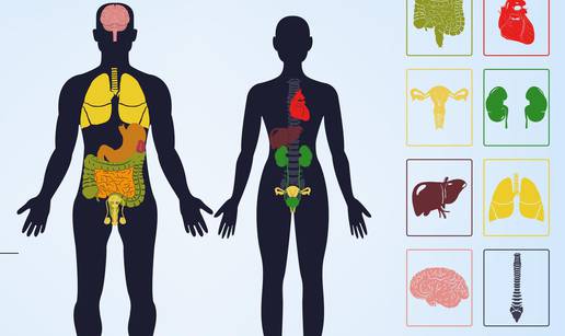Evo zašto neke dijelove tijela imamo u paru - bubrezi, pluća...