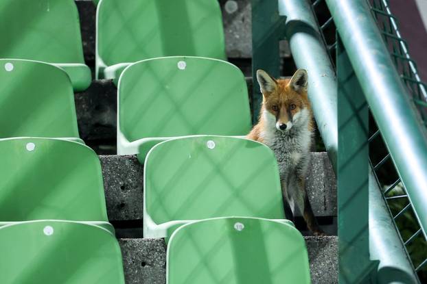 Sarajevo: Lisice pratile trening nogometaša BiH na stadionu Koševo