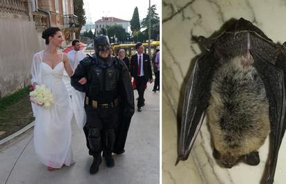 Šišmiši u pulskoj bolnici? Ništa čudno, pa i Batman je bio tamo