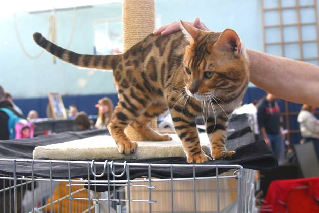 Bjelovar: Međunarodna izložba pasminskih mačaka u organizaciji Saveza felinoloških društava Hrvatske