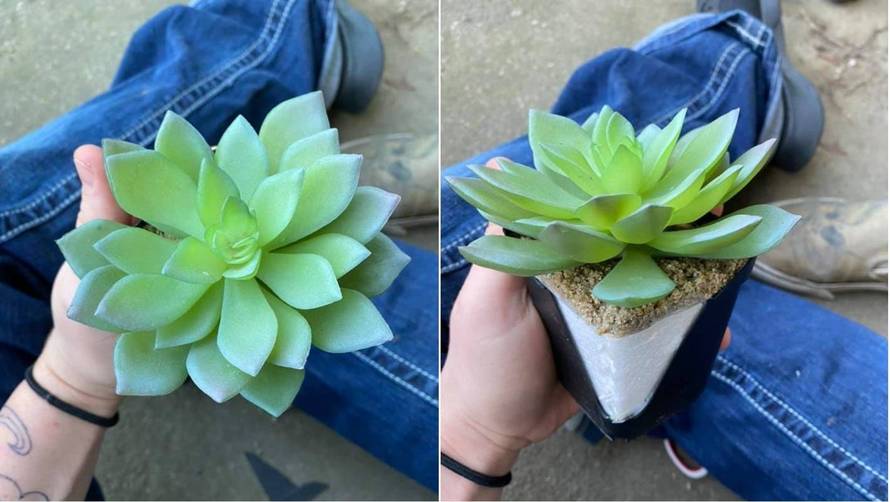 Zalijevala omiljeni cvijet dvije godine pa saznala gorku istinu