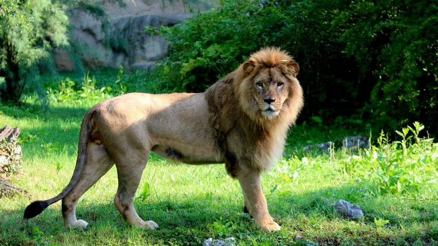 TUGA Lav ubio lavicu u ZOO vrtu u Zagrebu! Stigli su nedavno