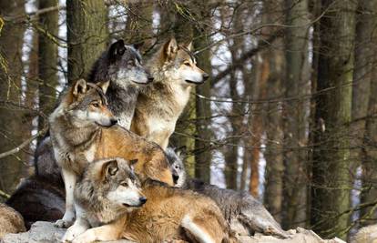Parili se vuk, kojot i pas… Ovo nije vic - nastala je nova vrsta!