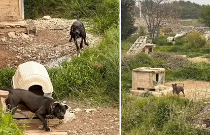 Podignuli optužnicu protiv psihijatra koji je zlostavljao pse u Splitu i spremao ih za borbe