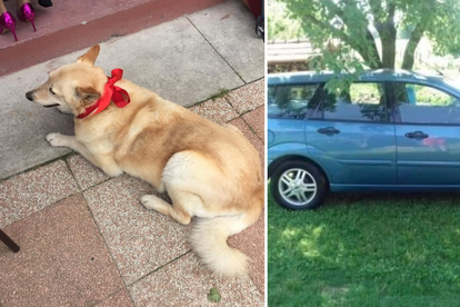 U Varaždinu ukrali auto i psa Mazu koja je ostala u njemu