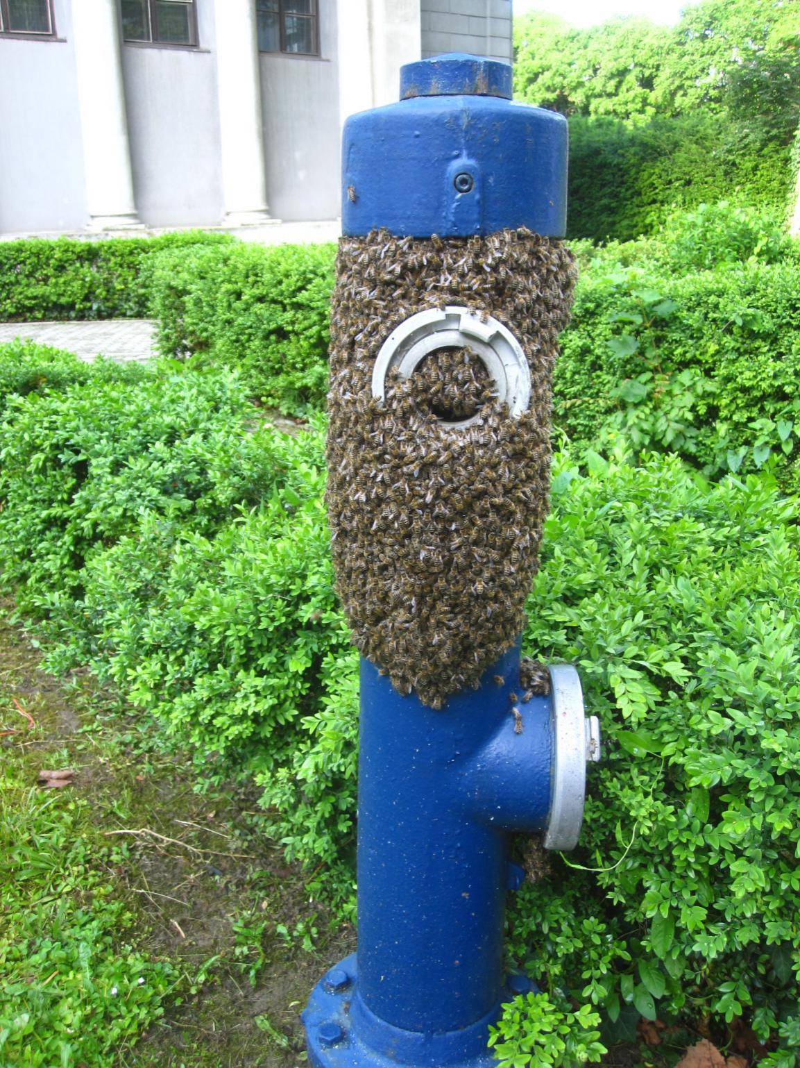 Spašavanje pčela u gradskim sredinama