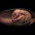 FOTO Senzacionalno otkriće: Našli savršeno očuvani embrij dinosaura star 66 mil. godina