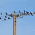 Evo kako ptice sjede na dalekovodima bez da ih usmrti strujni udar!