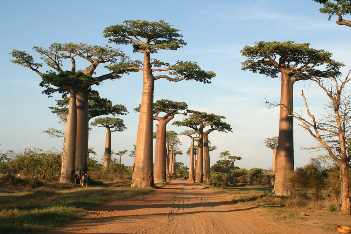 Madagaskar - zemlja lemura, baobaba i morskih radosti...