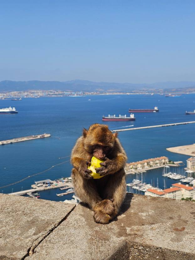 FOTO Majmuni su nam skakali po glavama na Gibraltaru i jeli iz ruke. Mame su pokazale zube