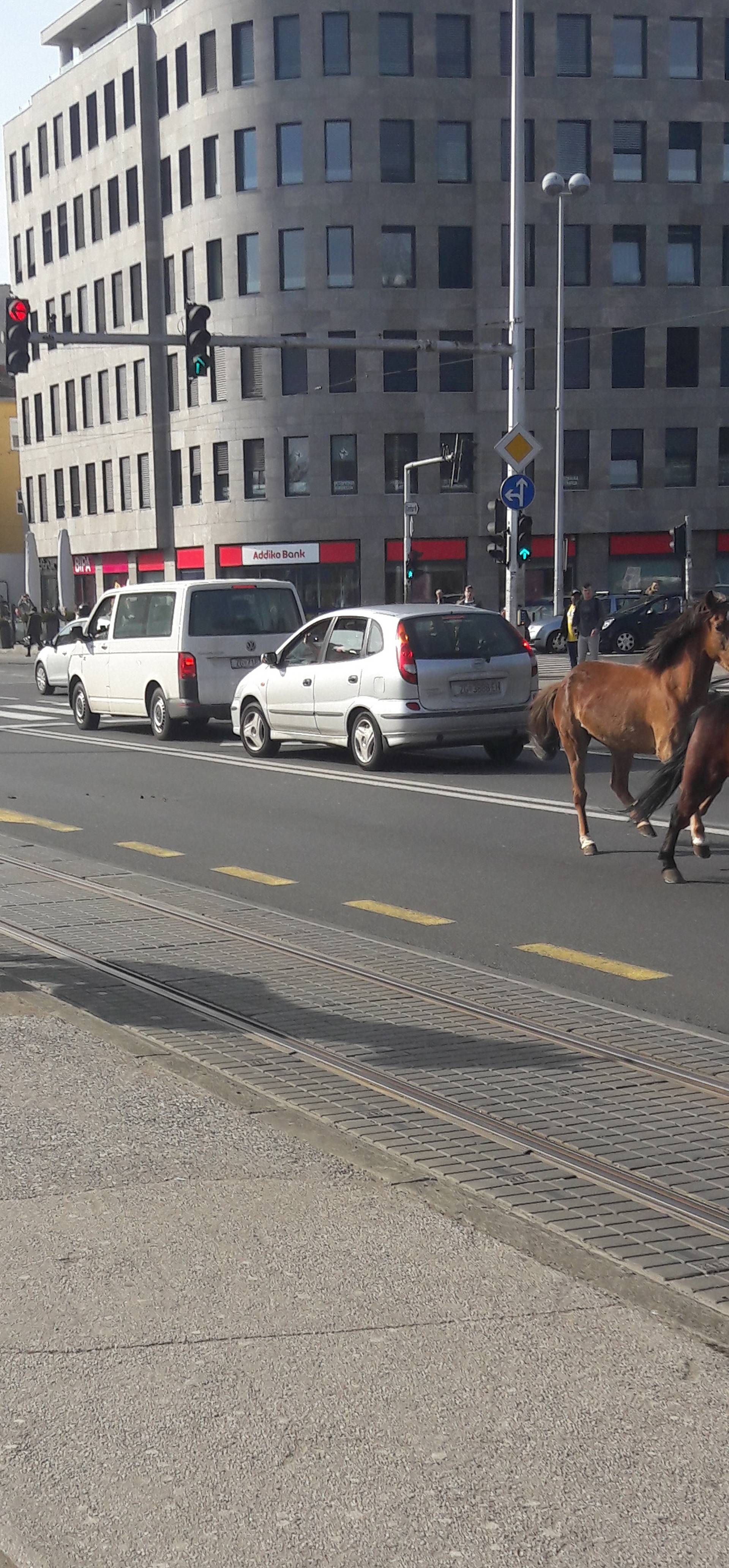 Šok! Ljudi iz tramvaja u čudu gledali konje na Maksimirskoj