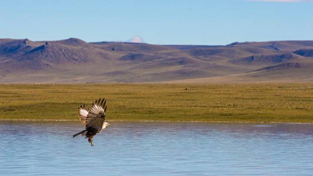 Steppe,Eagle,Flying,Over,Mongolian,Landscape.