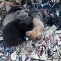 Presladak prizor iz Ukrajine: Napušteni psi zaštitili tek rođene mačiće i njihovu majku