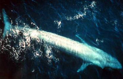 Udvaranje plavog kita čuje se 850 kilometara daleko